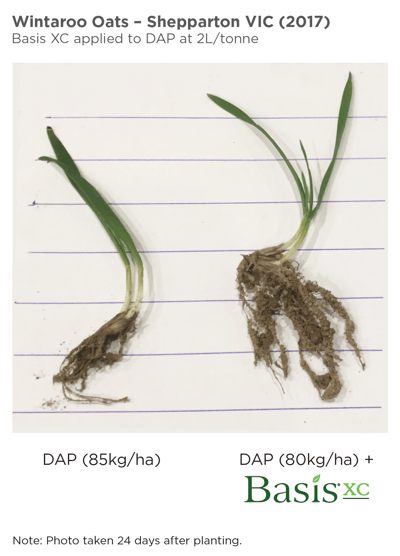 Basis XC - Oats