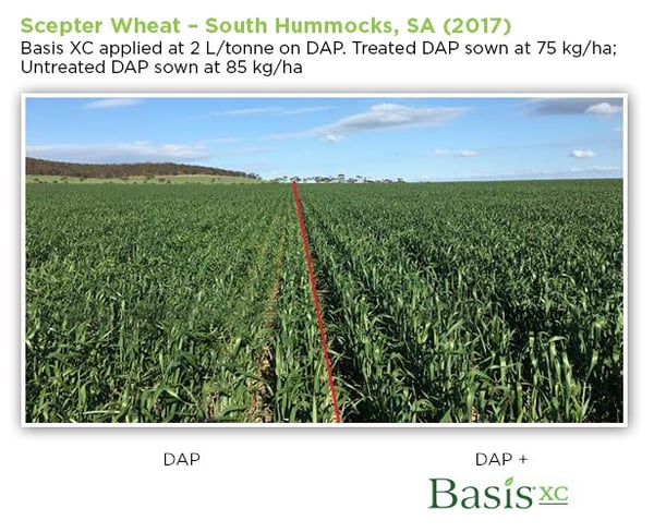 BasisXC-Scepter-Wheat-01.jpg