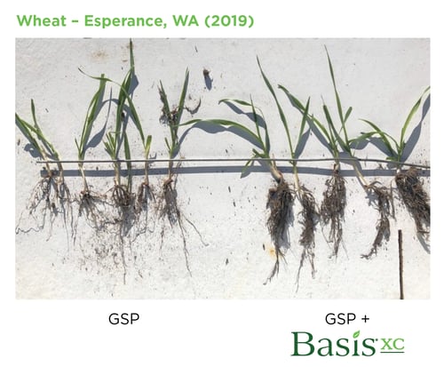 Wheat Growth with Basis XC