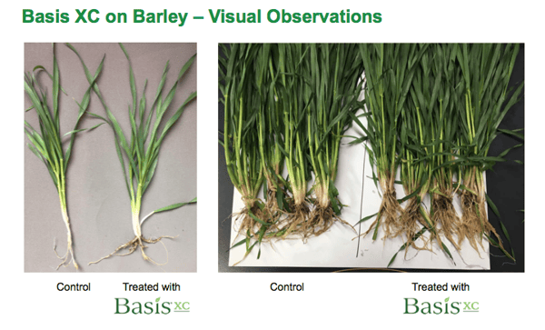 Basis_XC_barley_2