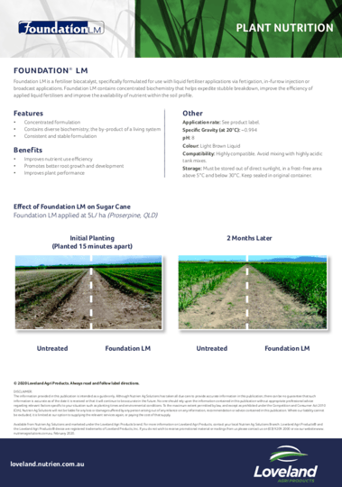 Foundation LM Sugar Cane Study Image