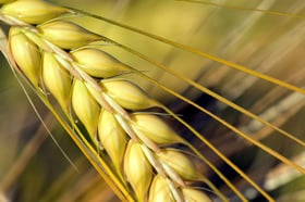 barley-close-up-crop