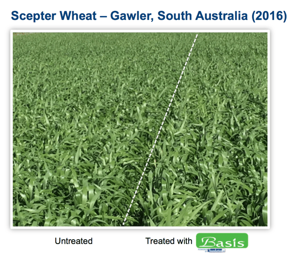 Scepter Wheat Performance Basis