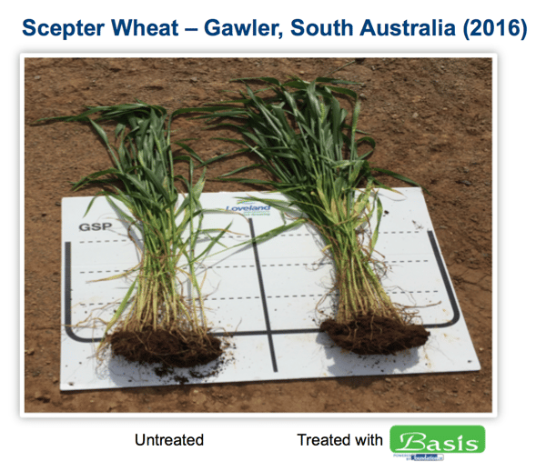 Scepter Wheat Performance Basis Australia