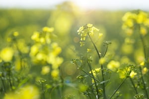 Rape seed crops growing on a bright Spring day.jpeg