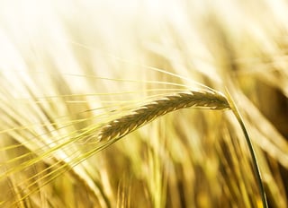 field of barley.jpeg
