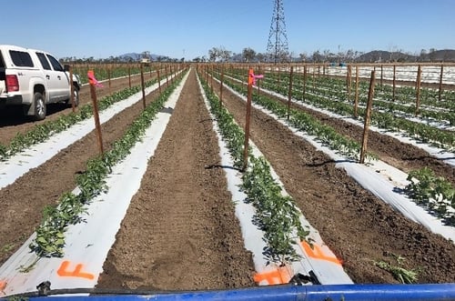 Tomato Trial Foundation LM QLD First Application 2017
