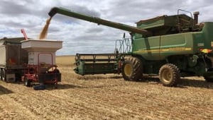 basis xc weight trailer wheat yield improvement