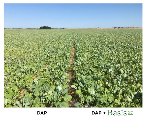 brassica_basis-xc_cropgrowth