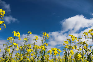 canola flowers