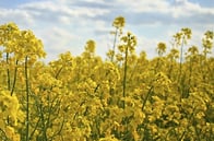 Basis featured studies