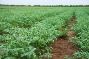 chickpea field