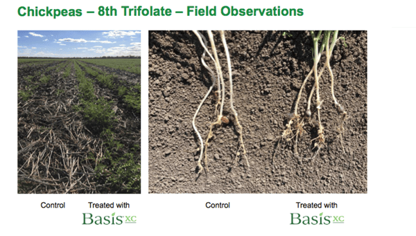 chickpeas field observations basis xc