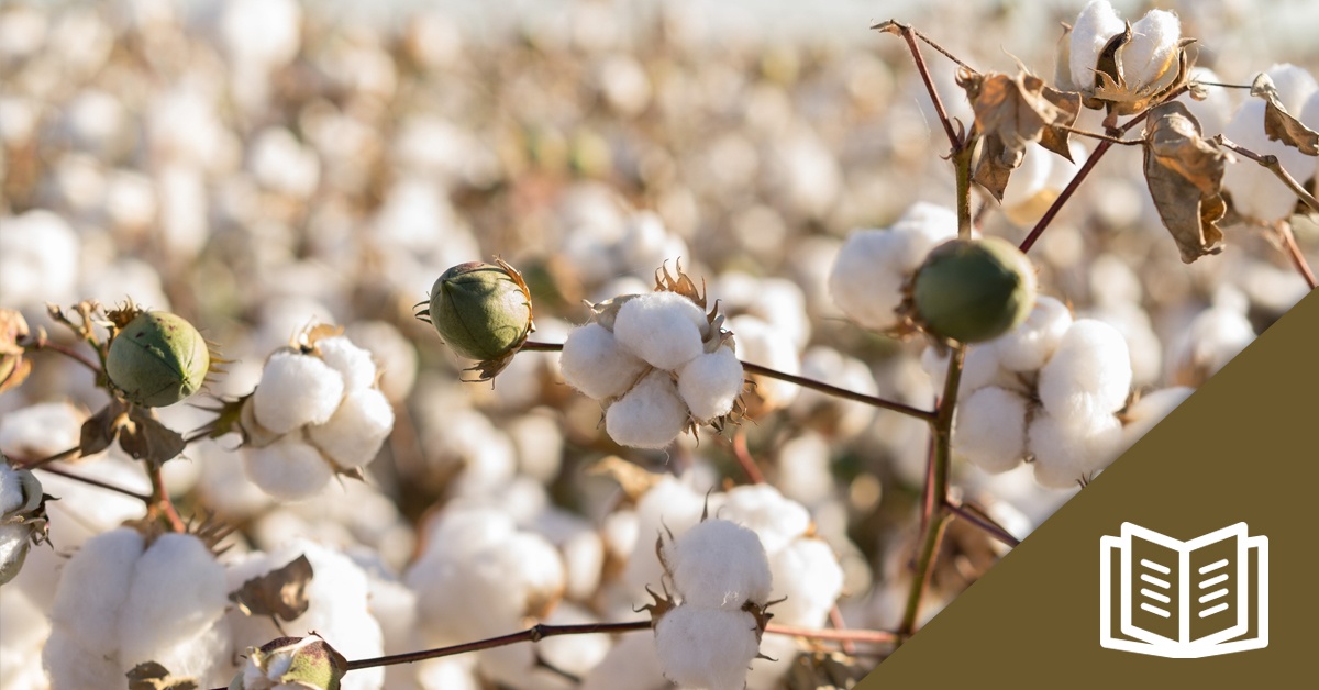 Superior Cotton Planting Guide