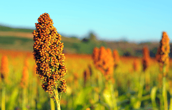 grain sorghum