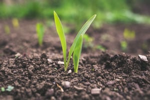 green sprout plant