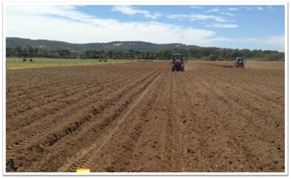 planting_seed_potatoes_yarloop.jpg