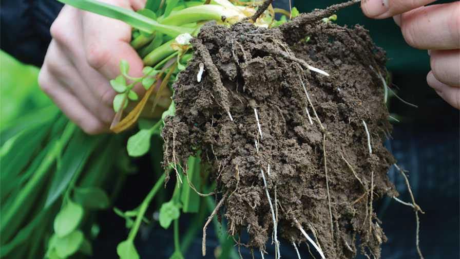 How Do Roots Find Nutrients?