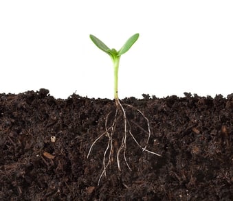 seedling_roots.jpg