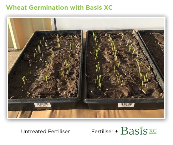 wheat-germination-basis-xc