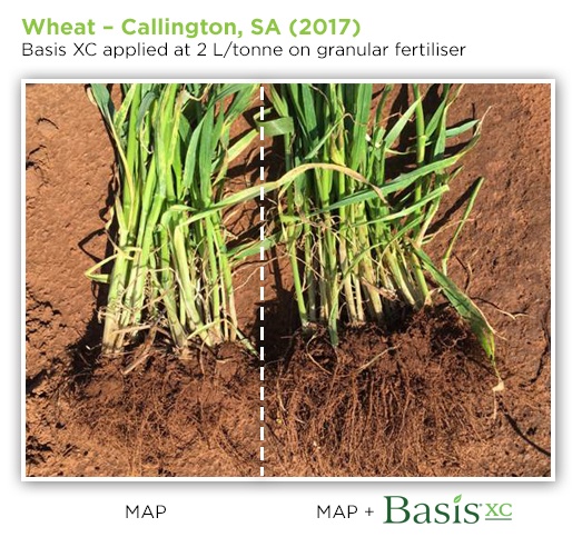 wheat_callington_basisxc.jpg