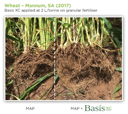 wheat_mannum_basisxc.jpg