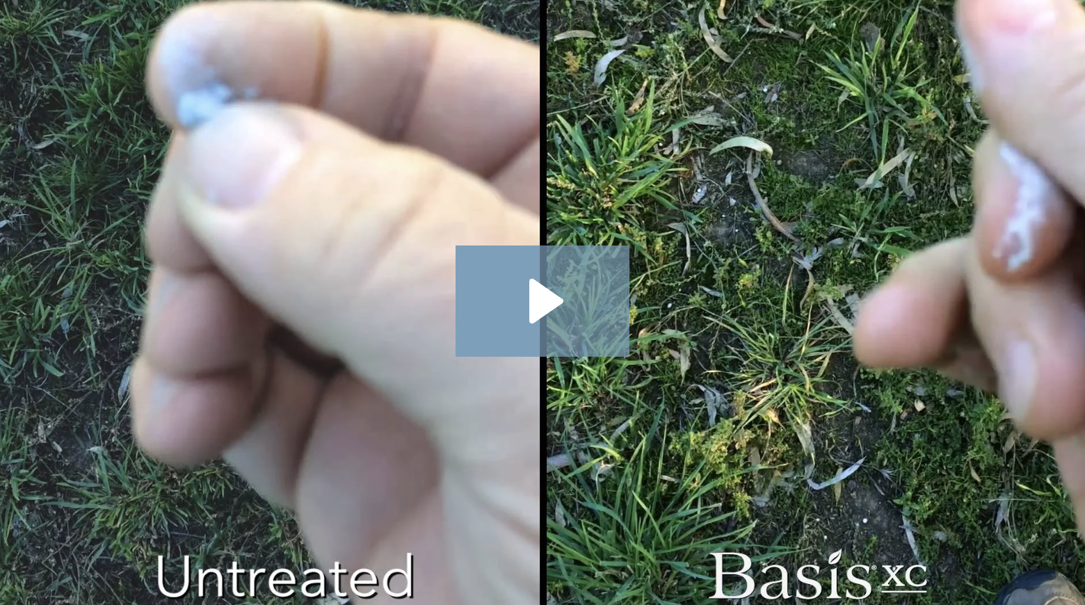 Basis XC Quickly Releases Nutrients from SSP