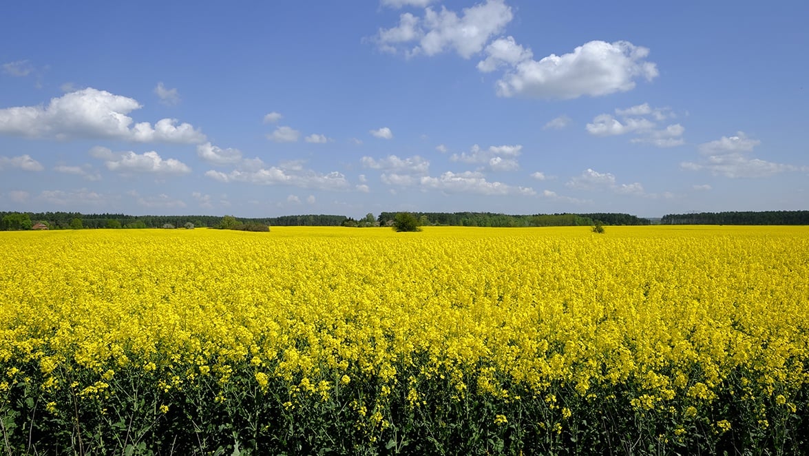 agricen.com.au/hubfs/Canola_2.jpg